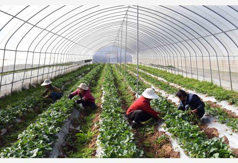 打造“第一車間” 農業農村部推動農產品精深加工，今年將發布百強企業名單